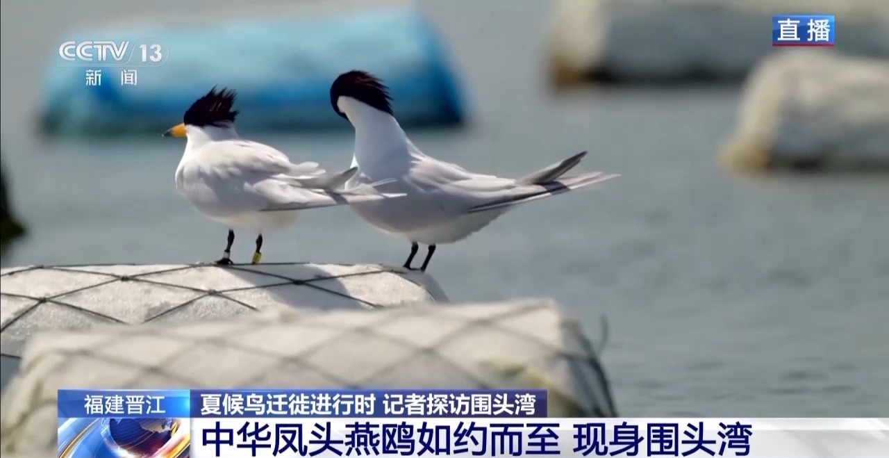 的明溪县 究竟有什么独特魅力？不朽情缘游戏网站在观鸟界火出圈(图12)