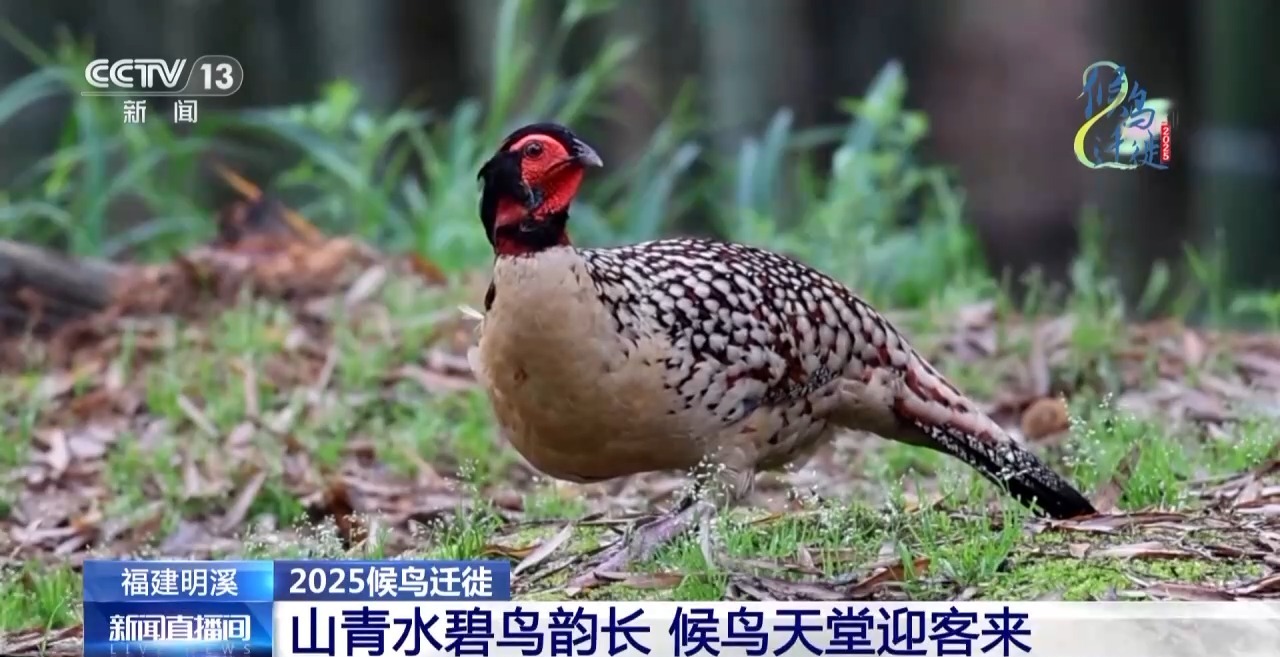 的明溪县 究竟有什么独特魅力？不朽情缘游戏网站在观鸟界火出圈(图10)