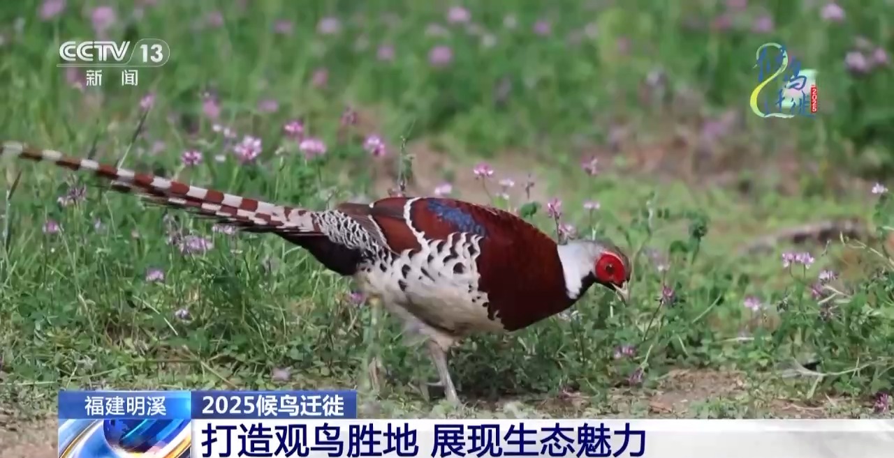 的明溪县 究竟有什么独特魅力？不朽情缘游戏网站在观鸟界火出圈(图9)