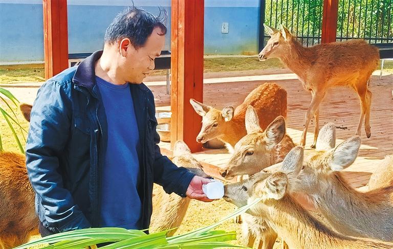 量发展产业调研】林下生金不朽情缘电子游戏【高质(图2)